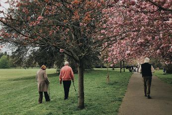 Drei ältere Personen spazieren in einem Park, umgeben von blühenden Kirschbäumen. Zwei gehen auf einer Wiese, eine auf einem Gehweg.